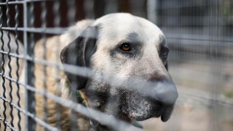 Ein Hund der Rasse Kangal steht in einem Zwinger eines Tierheims. 