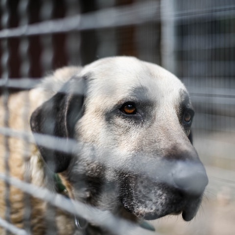 Ein Hund der Rasse Kangal steht in einem Zwinger eines Tierheims. 