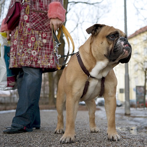 Hund an der Leine