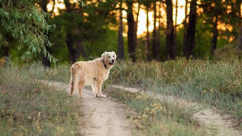 Ein Hund der Rasse Golden Retriever steht auf einem Feldweg und wartet auf Herrchen oder Frauchen.