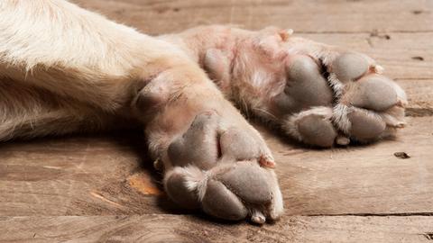 Detailaufnahme der Pfoten eines schlafenden Hundes