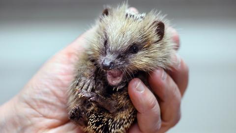 Ein junger Igel in den Händen einer Mitarbeiterin der Igelhilfe.