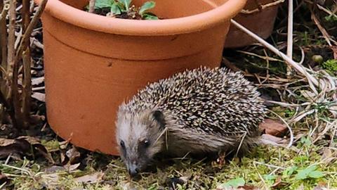 Igel vor zwei Blumentöpfen auf einer Wiese im Garten