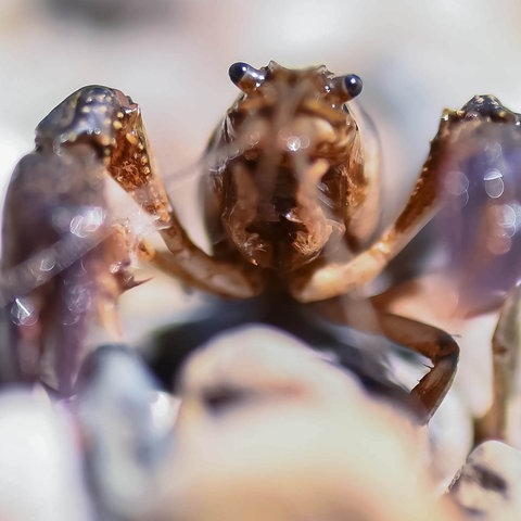 Kalikokrebs von vorne fotografiert