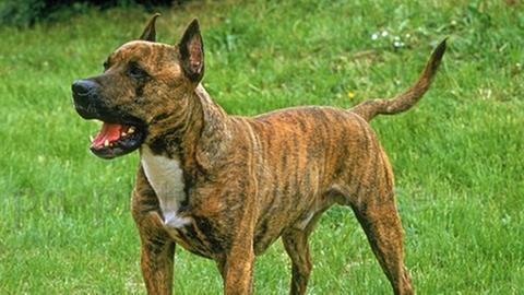 Ein American Staffordshire Terrier. 