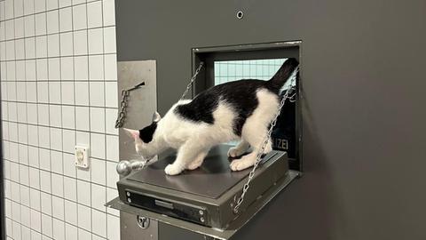 Katze auf Polizeistation