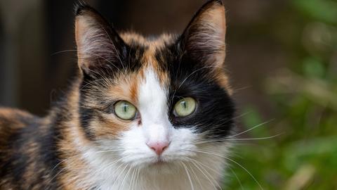 Eine Katze schaut in die Kamera.