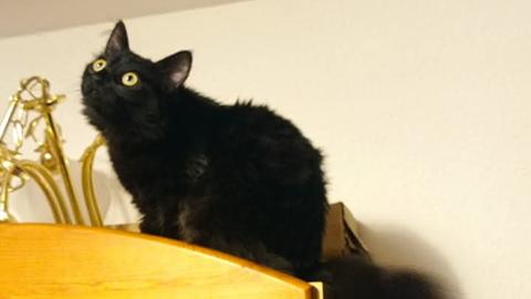 Eine schwarze Katze