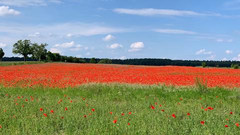 ein mohnblumenfeld 