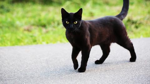 Schwarze Katze läuft über Straße