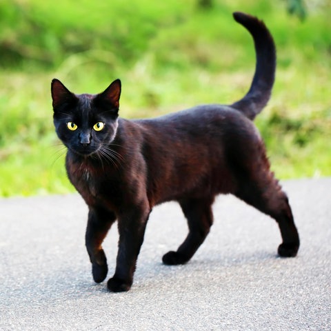 Schwarze Katze läuft über Straße