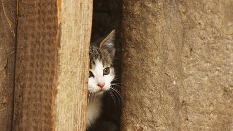 Katze versteckt sich hinter einem Holztor