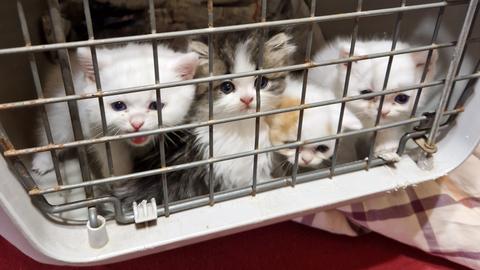 Die geretteten Katzenbabys sitzen in einer Box. 