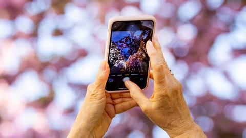 Frauenhände halten ein Handy, mit dem rosa Kirschblüten vor bleuem Himmel fotografiert werden.