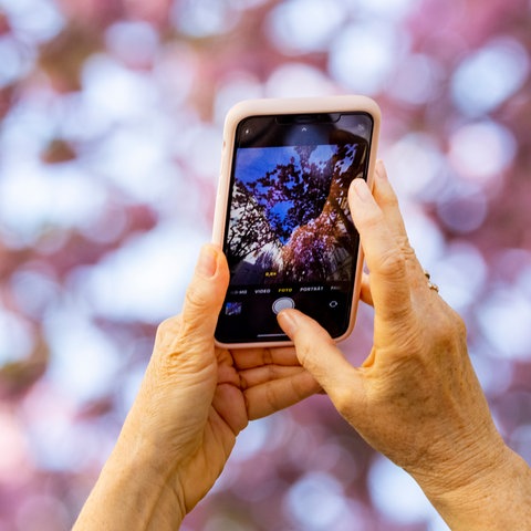 Frauenhände halten ein Handy, mit dem rosa Kirschblüten vor bleuem Himmel fotografiert werden.