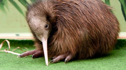 Ein junger Kiwi (Symbolbild)