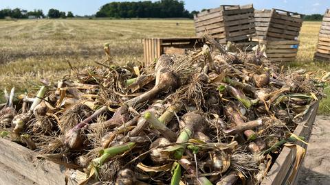 Frisch geernteter Knoblauch mit Erde behaftet in einer Holzkiste auf dem Acker