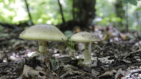 Grüner Knollenblätterpilz