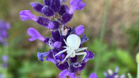 Spinne im Lavendel