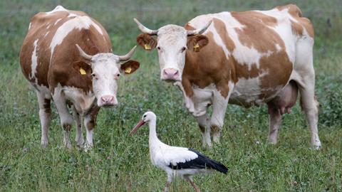 Zwei Kühe und ein Storch stehen bei Nieselregen auf einer Weide im Taunus