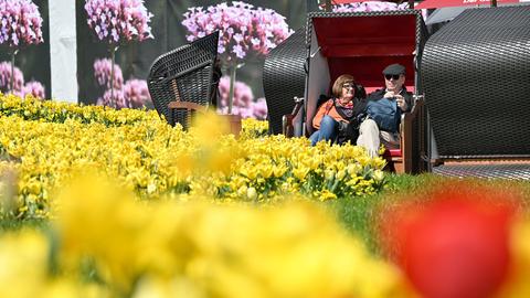 Ein Mann und eine Frau sitzen nebeneinander in einem Steandkorb - hinter einem großen Beet mit gelben Tulpen und lachen in die Kamera.