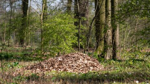 Laub liegt in einem Waldstück zwischen den Bäumen.