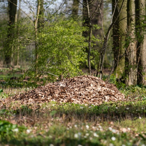 Laub liegt in einem Waldstück zwischen den Bäumen.