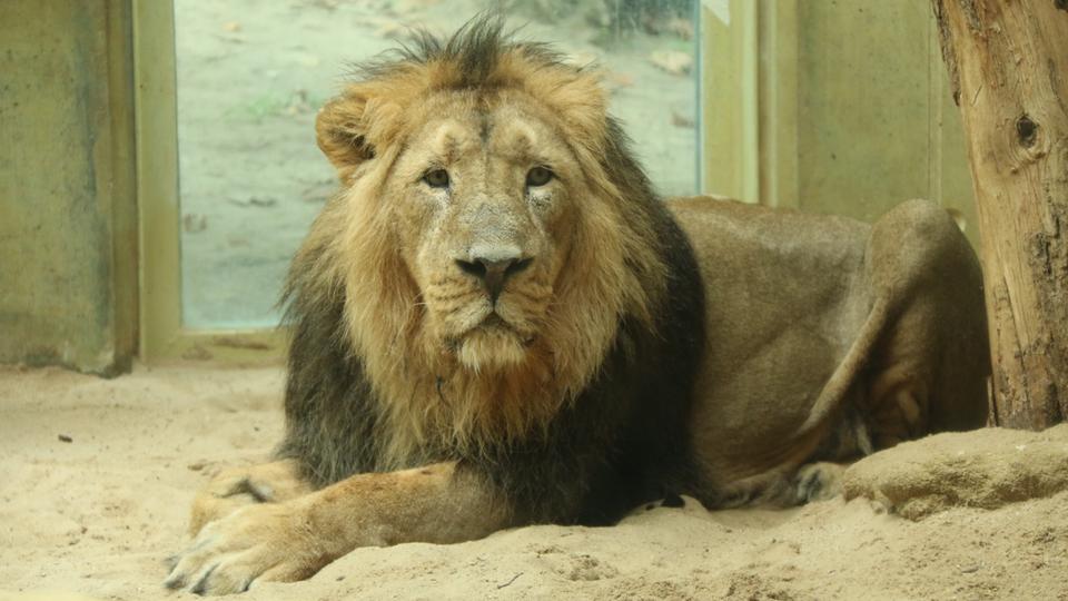 Neuer Löwe im Frankfurter Zoo | hessenschau.de | Panorama