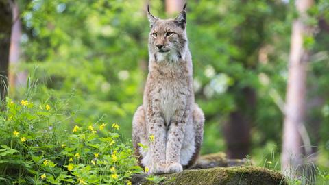 Das Bild zeigt einen Luchs: eine hellbraune Raubkatze mit Pinselohren und dunkleren Flecken im Fell, die auf einem mit Moos bewachsenem Felsen sitzt.