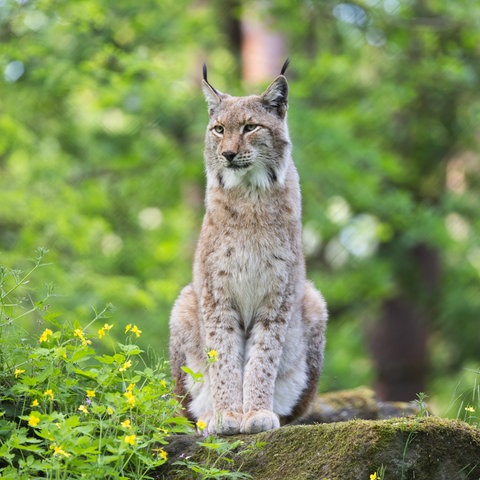 Das Bild zeigt einen Luchs: eine hellbraune Raubkatze mit Pinselohren und dunkleren Flecken im Fell, die auf einem mit Moos bewachsenem Felsen sitzt.