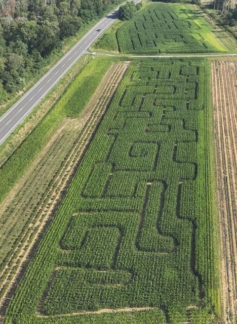 Ein Mais-Labyrinth