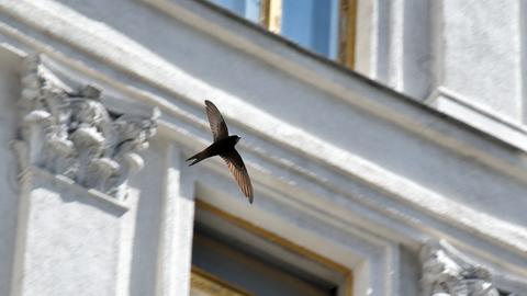 Ein Mauersegler fliegt vor einem Haus