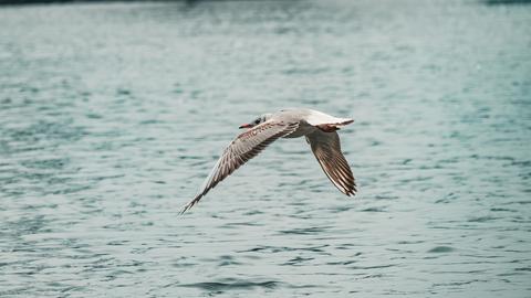 Möwe fliegt übers Wasser