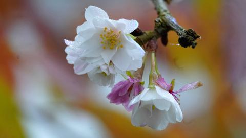 Das Bild zeigt den Ast eines japanischen Kirschbaums in Nahaufnahme. Zu sehen sind fünf weiße und pinkfarbene Blüten mit Tautropfen auf den Blättern.