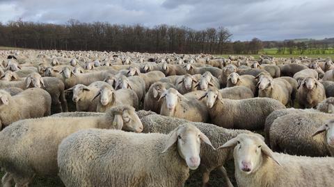 Das Bild zeigt eine Schafherde im Freien. Die Tiere blicken in die Kamera. Im Hintergrund sind eine grüne Wiese, ein Waldstück und ein grauer Himmel zu sehen.