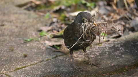 "Die Amsel in unserem Garten ist eifrig auf der Suche nach Baumaterial und wuselt dabei zur Not dem Fotografen um die Füsse herum", schreibt hessenschau.de-Nutzer Roland Mandel aus Gelnhausen zu seinem Foto.