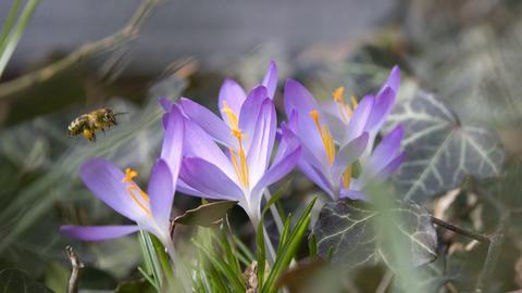 Eine Biene fliegt auf lilafarbene Krokusse zu.