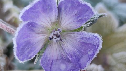 Eine violette Blüte ist mit Frost überzogen.