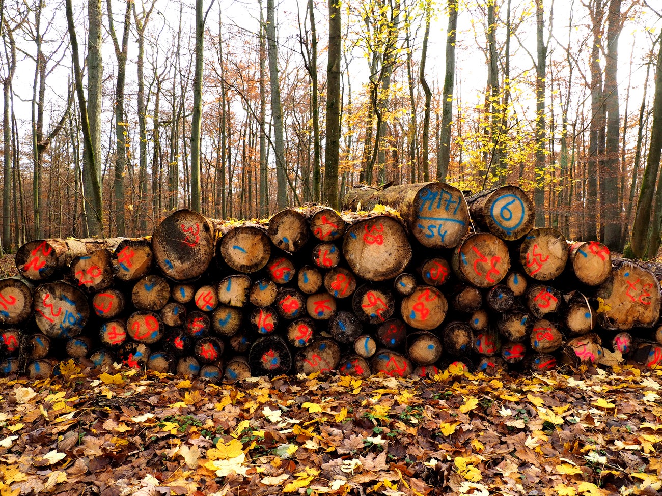 Hessen Wird Verklagt Weil Es Holz Zu Teuer Verkauft Haben Soll Hessenschau De Wirtschaft