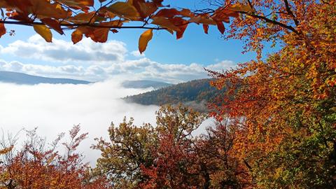 Momentaufnahme Edersee: Bäume, dazwischen Nebel