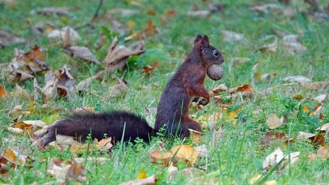 Eichhörnchen mit Nuss