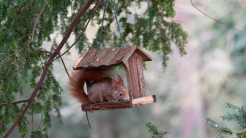 Eichhörnchen in hölzenen Vogelhäuschen, das an einem Nadelbaum hängt