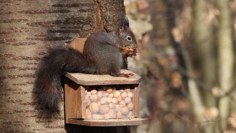 Eichhörnchen nimmt Nüsse aus einer Futterstelle, die an einem Baum befestigt ist