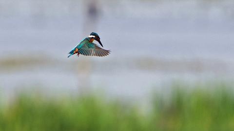 Eisvogel