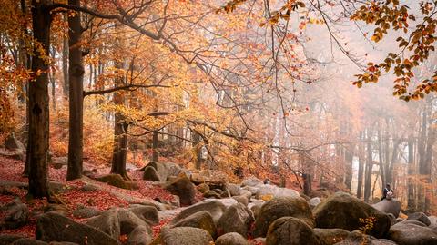 Braune Herbstblätter an den Bäumen, Nebel, am Boden Steine des sogenannten "Felsenmeers"