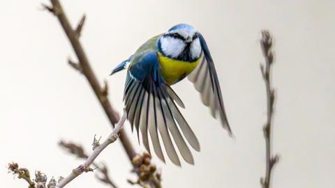 Eine Blaumeise im Flug.