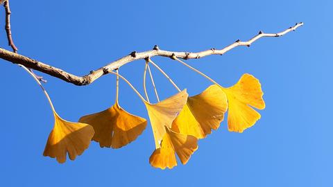 Gelbe Ginkgo-Blätter 