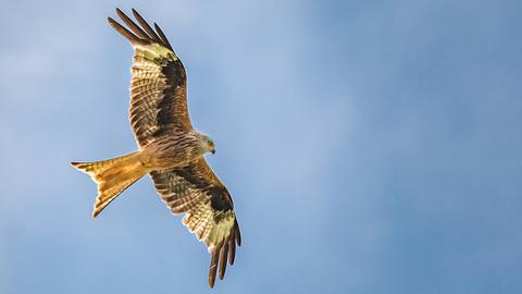 Ein Greifvogel am Himmel