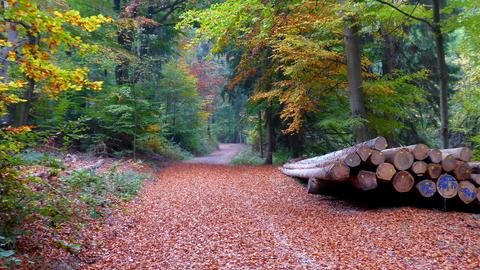 Ein mit Laub bedeckter Waldweg führt durch herbstlich gefärbte Bäume. Neben dem Weg liegt ein Stapel gefällter Baumstämme.