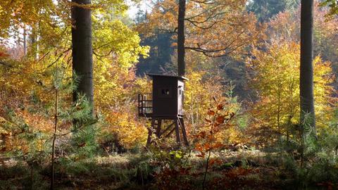 Ein Hochsitz im Wald, umgeben von gelbem Laub. 